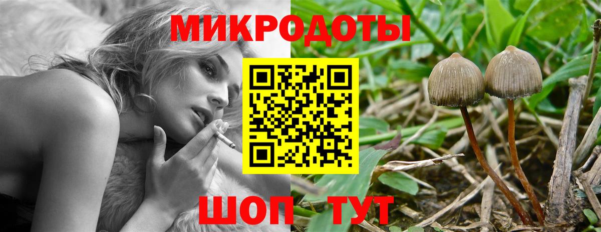 Галлюциногенные грибы Psilocybe  Вход с VPN  Волхов 